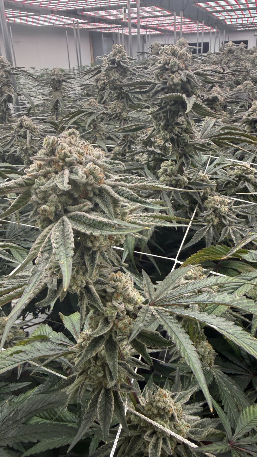 Cultivation — Go Altius